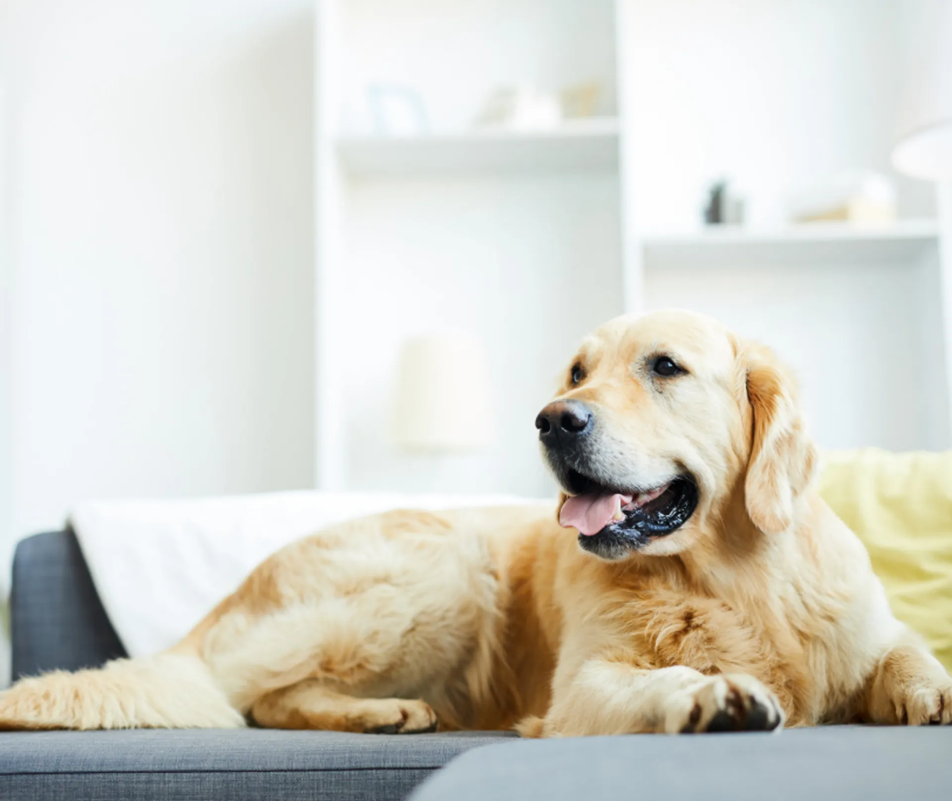 https://mr3.homeflow-assets.co.uk/files/media/image/0000/0000/b4a8b7b7d78270ad8d4f95e6e7e82c33/pets.png