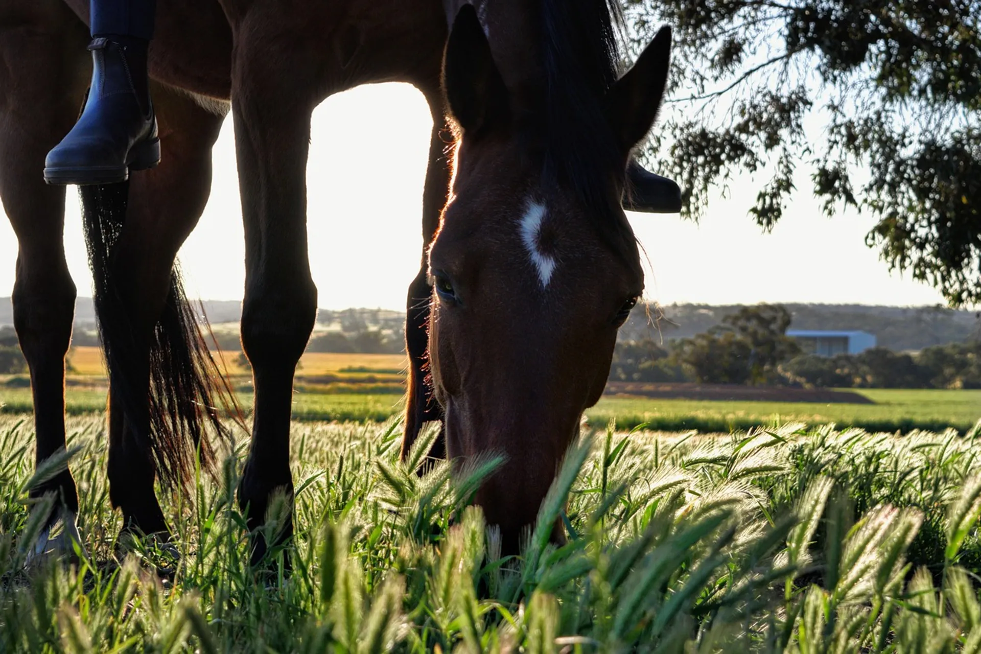 https://mr3.homeflow-assets.co.uk/files/media/image/0000/0000/dcde0c872fce4e2c319d0e870c70c621/horse-5629590_1280.jpg