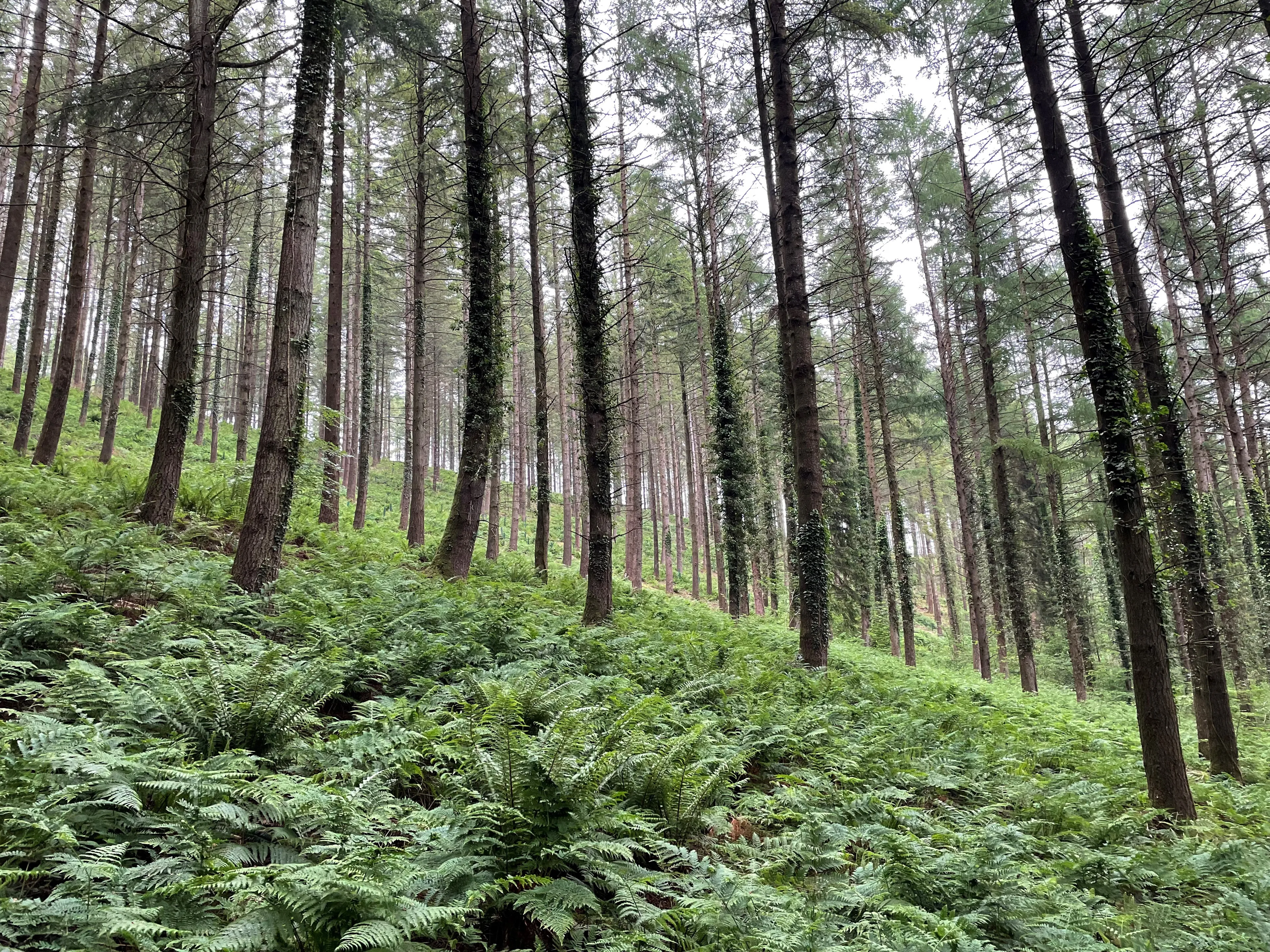 https://mr3.homeflow-assets.co.uk/files/media/image/0000/0000/2c25c33d4b3620b04751b62117cf3585/Douglas_Fir_with_ferm.JPG