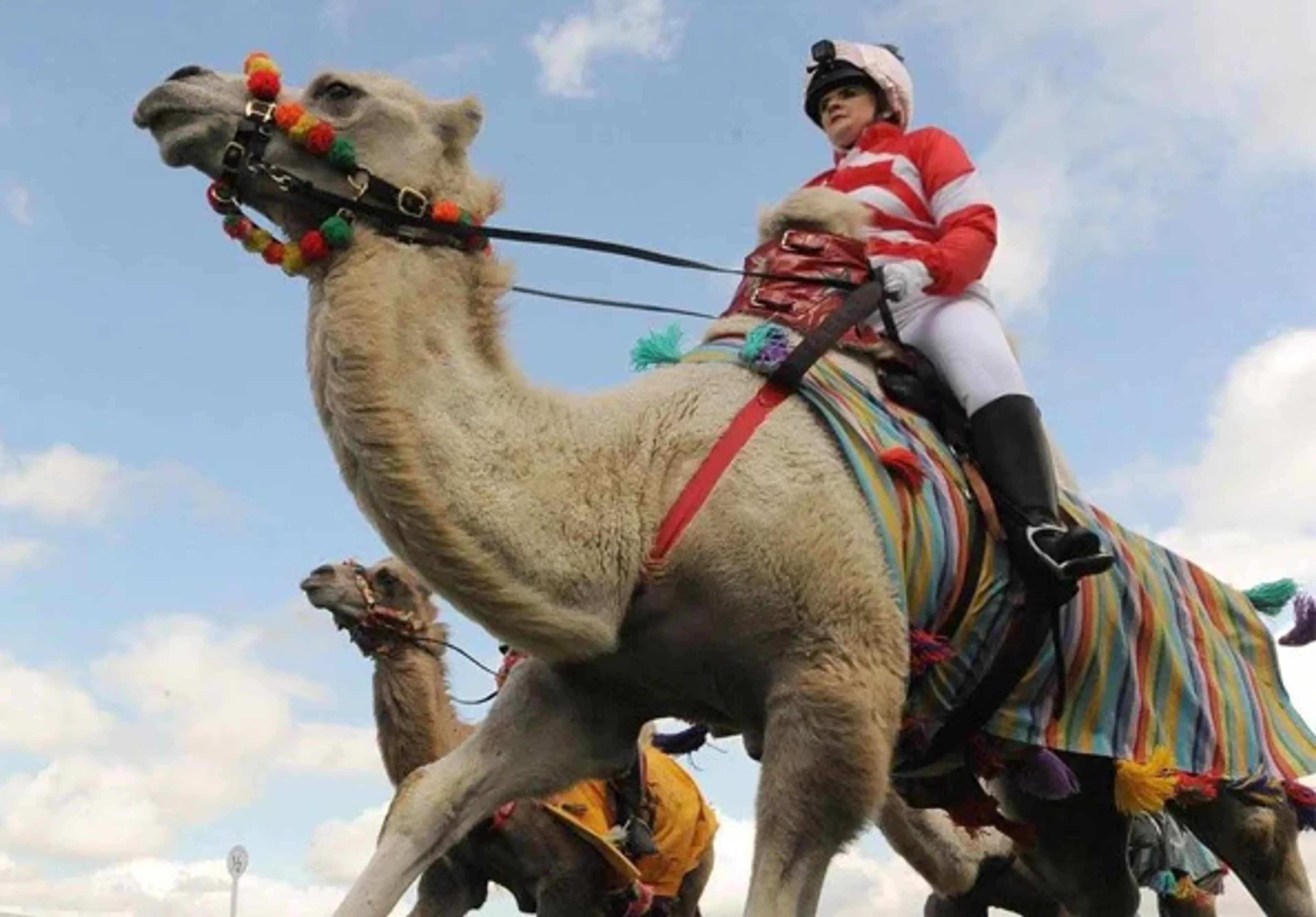 https://mr3.homeflow-assets.co.uk/files/media/image/0000/0000/38fd63c395163ff98895597e3da1260a/Camel_Race3.jpg