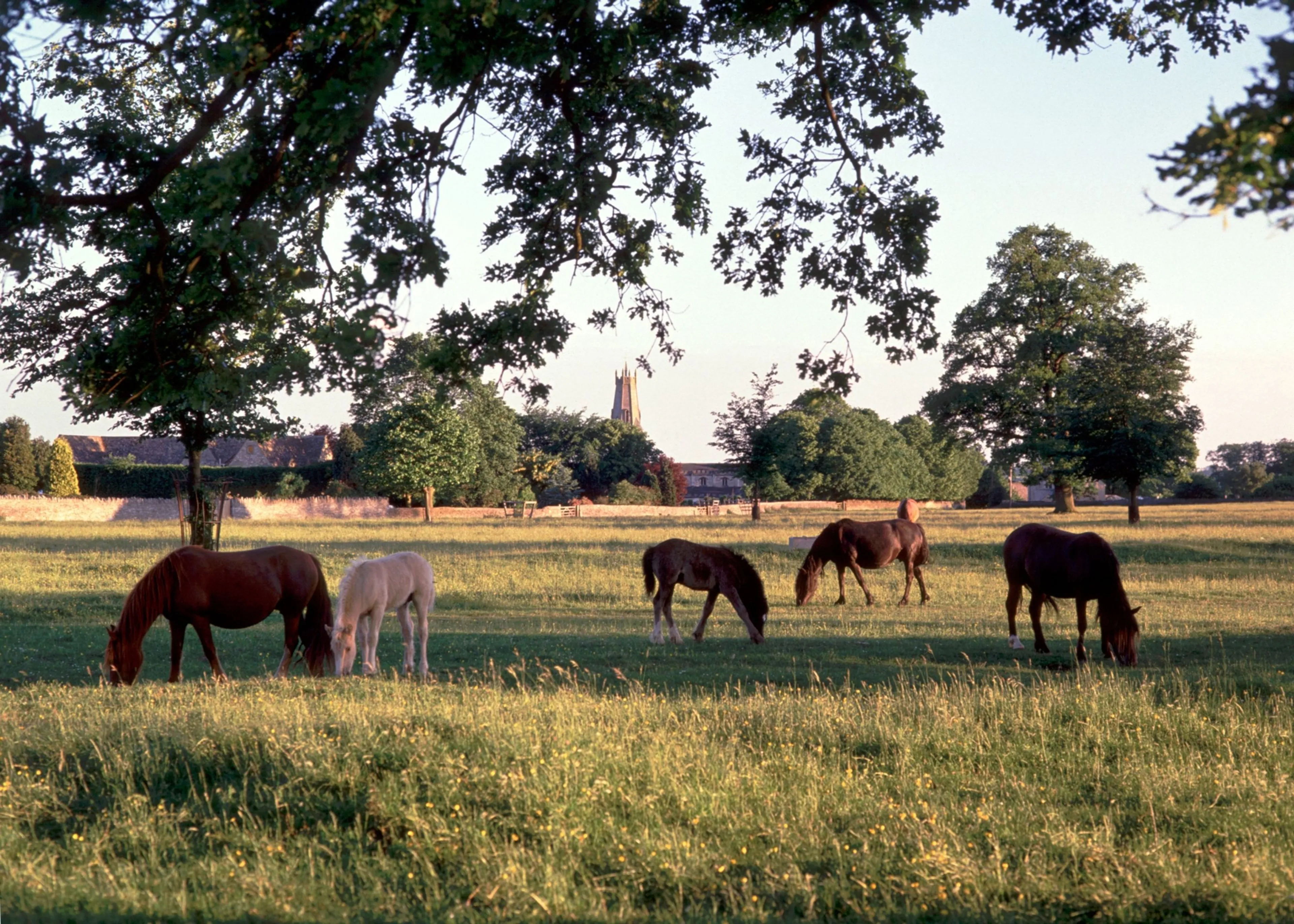 https://mr3.homeflow-assets.co.uk/files/media/image/0000/0000/8545b7d40fbc0794a2a4ef4999dba6e3/equestrian_2.jpg