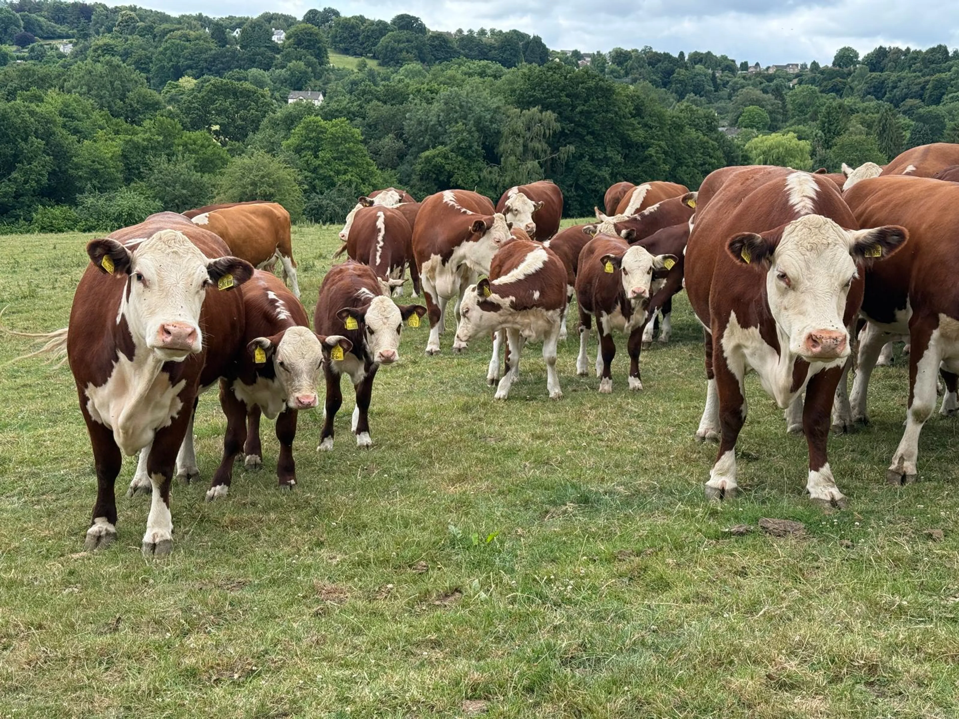 https://mr3.homeflow-assets.co.uk/files/media/image/0000/0000/b659b12434f69c150a61bdc9275777ad/Cattle.jpg