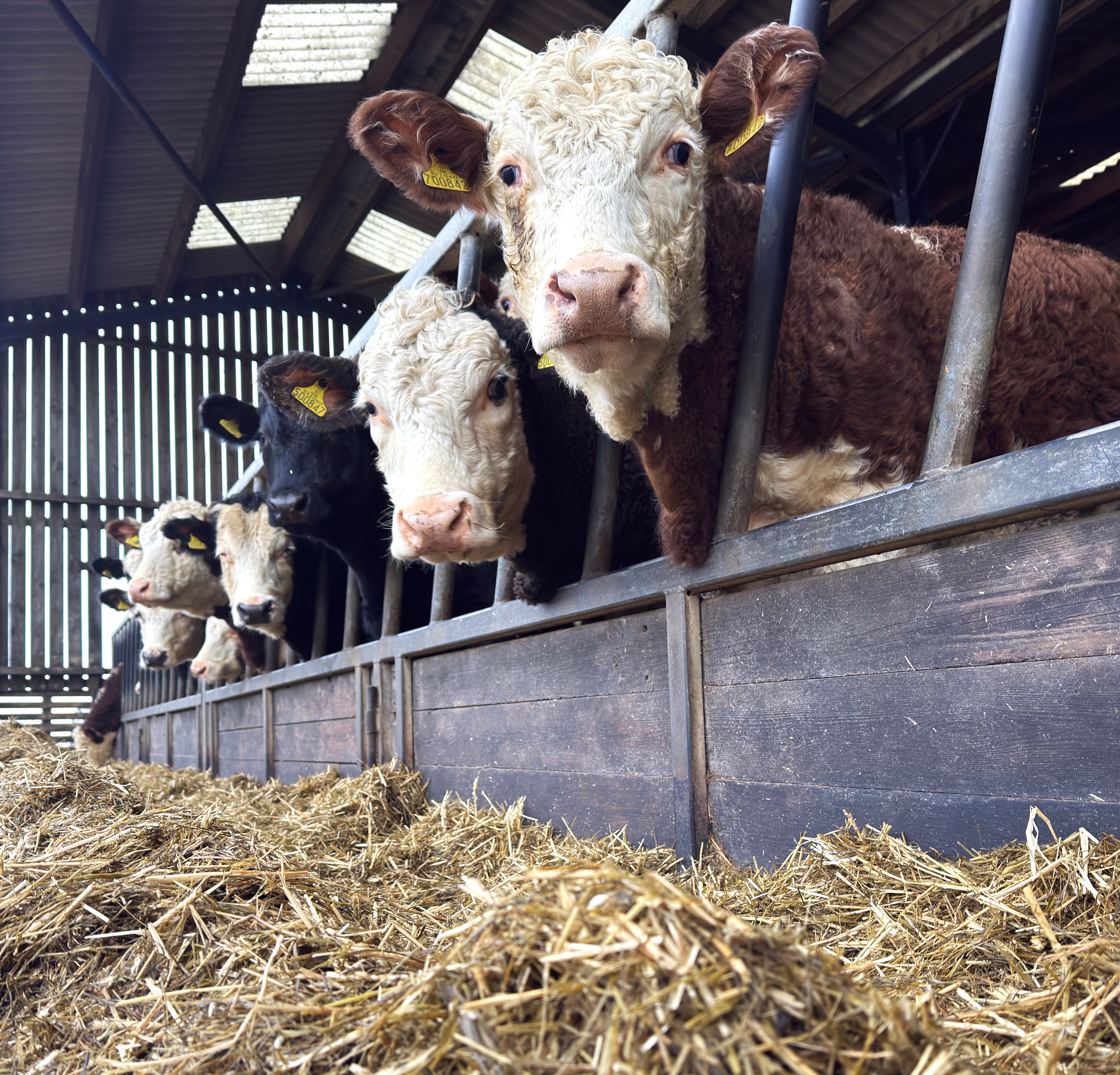 https://mr3.homeflow-assets.co.uk/files/media/image/0000/0000/aea22cb461c652a3bd53b849cfac3a60/yarded_cattle.jpg