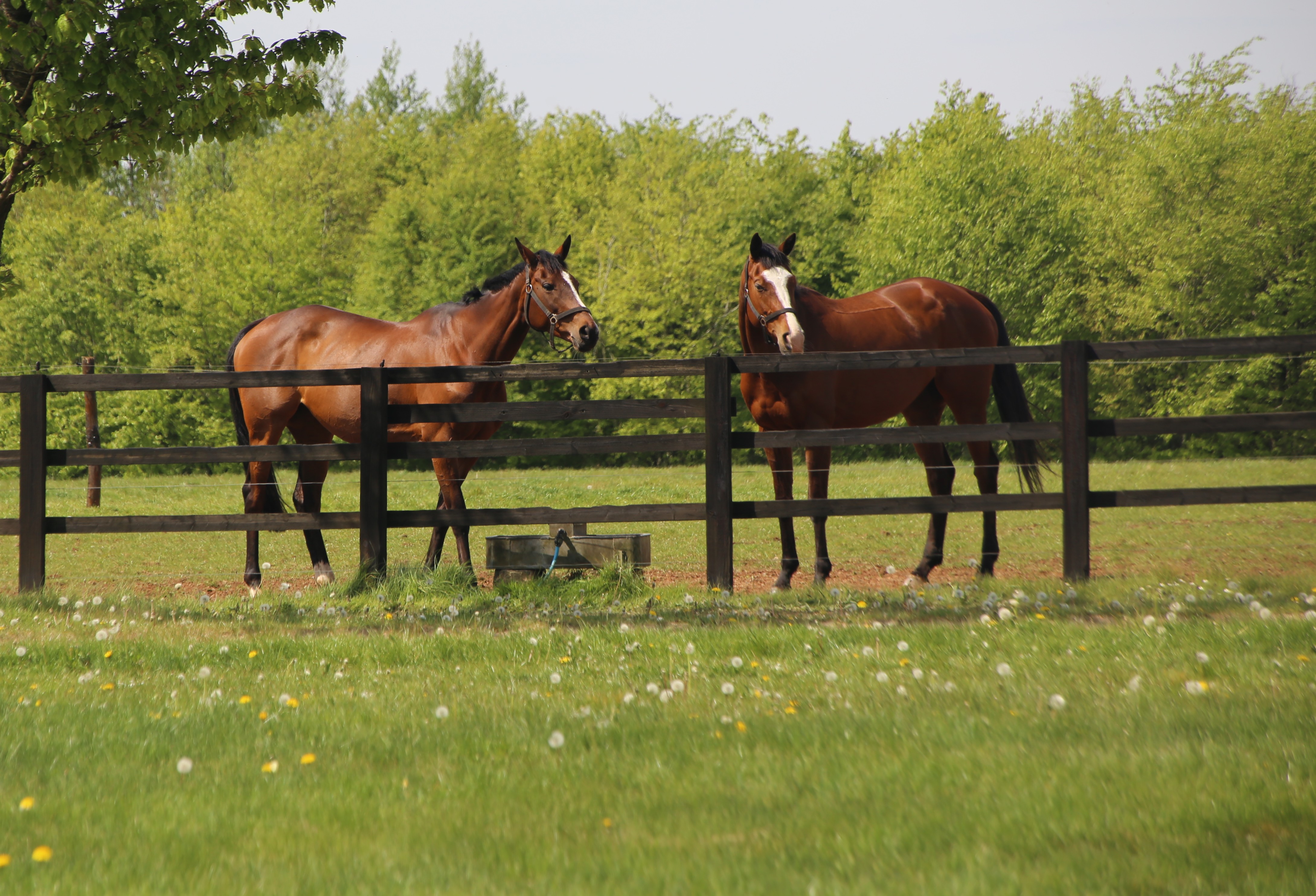 https://mr3.homeflow-assets.co.uk/files/media/image/0000/0000/cdc7fb2cd09bc0aac3c3602bdf95e10a/Equestrian_1.JPG