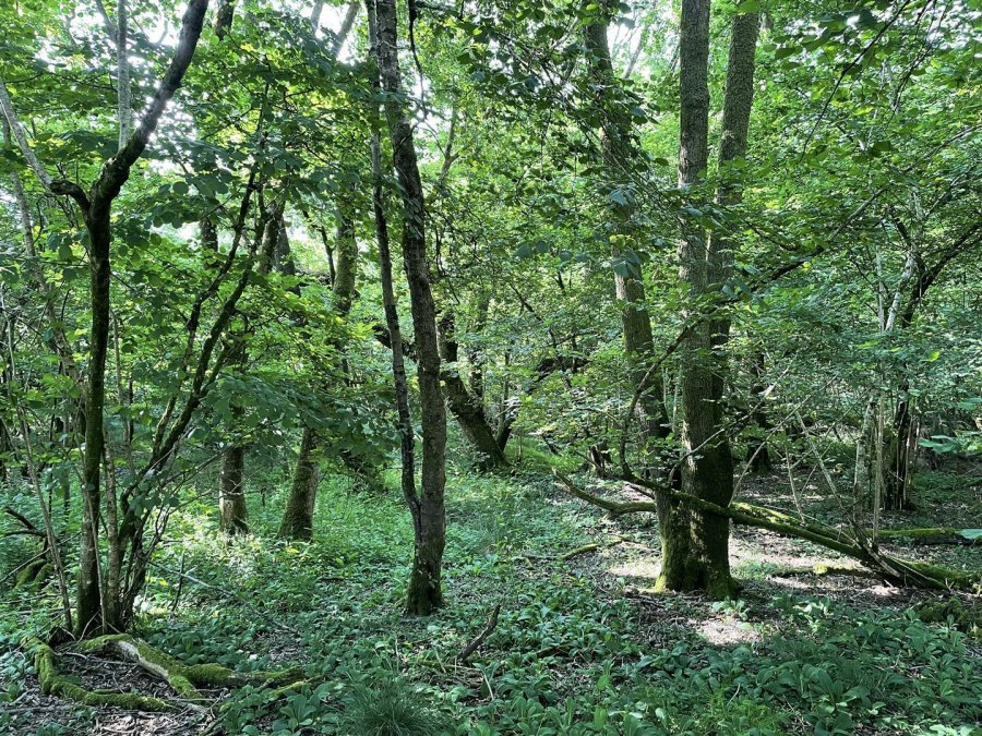 Stags property for sale in Loxbeare, Tiverton