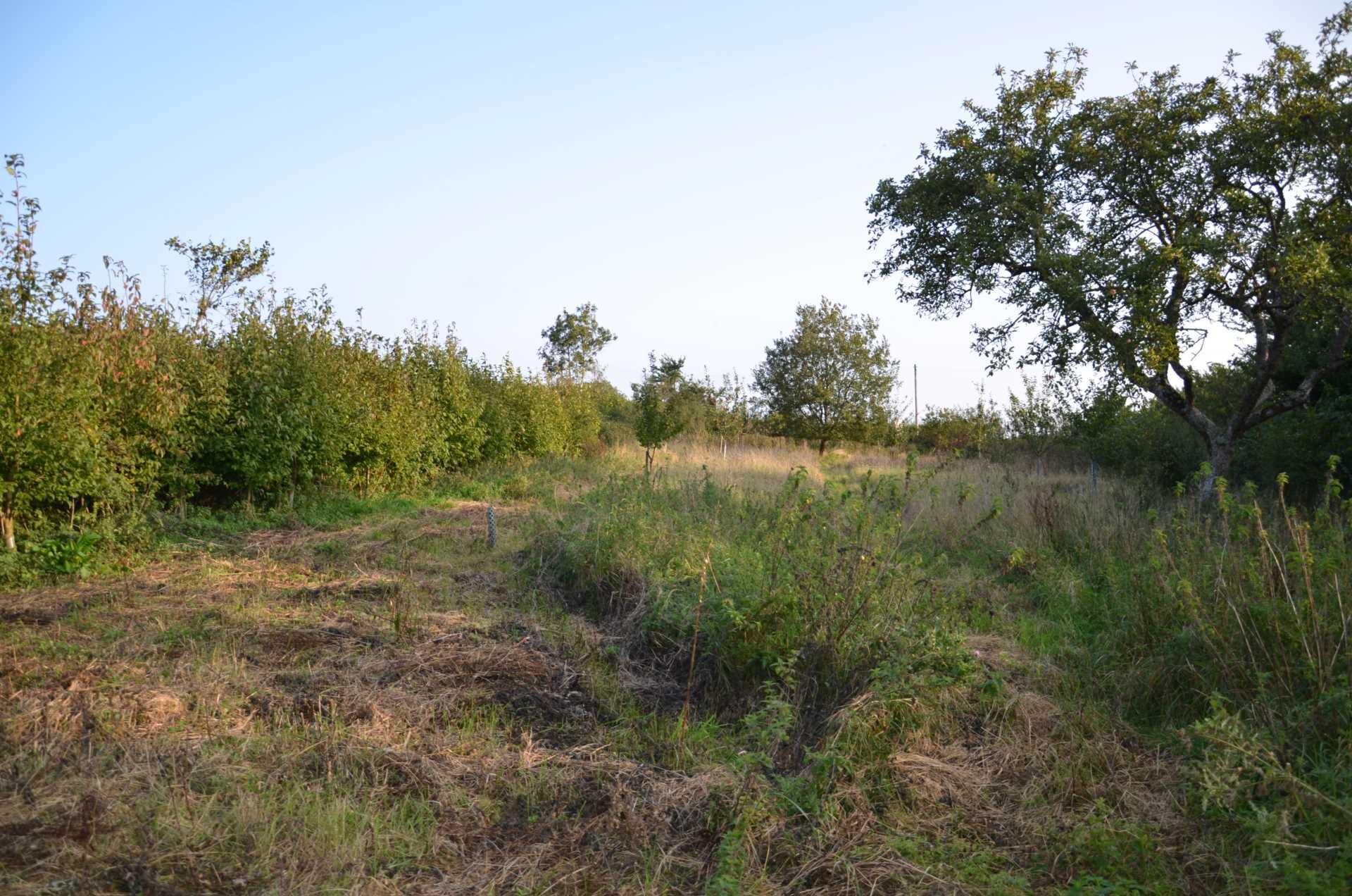 The Doctor`s Orchard Image 5