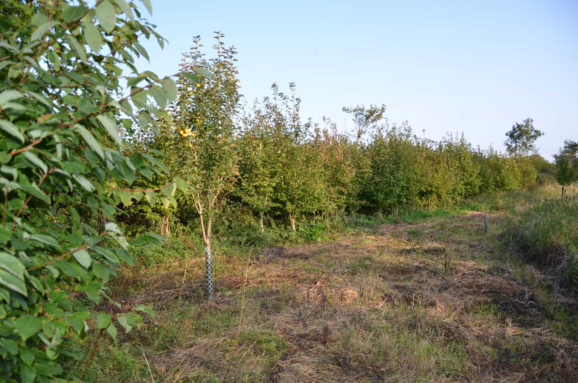 The Doctor`s Orchard Image 6