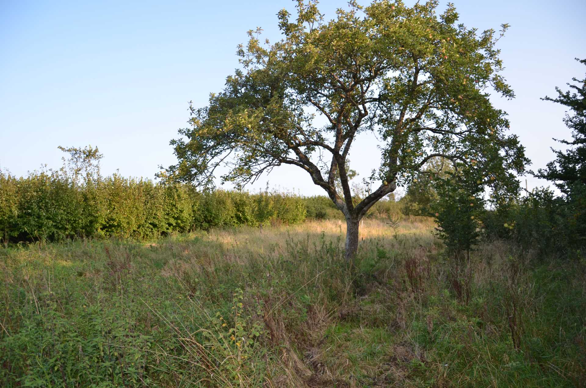The Doctor`s Orchard Image 7