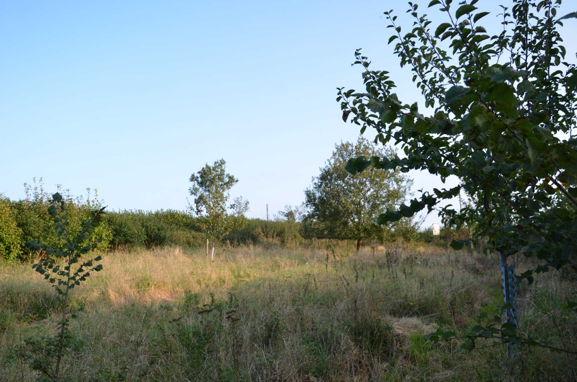 The Doctor`s Orchard Image 8