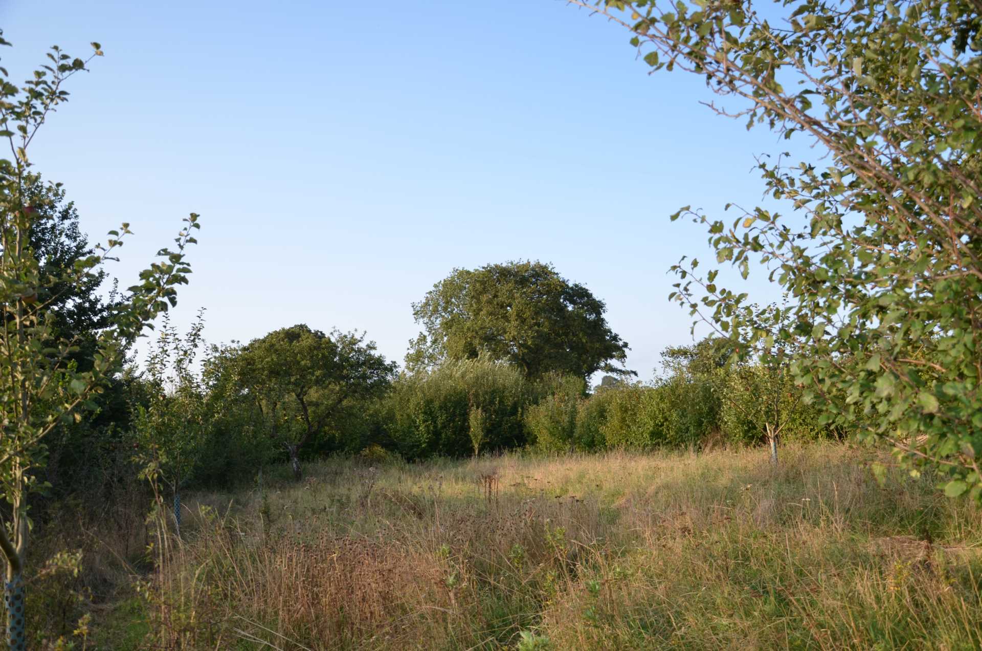 The Doctor`s Orchard Image 9