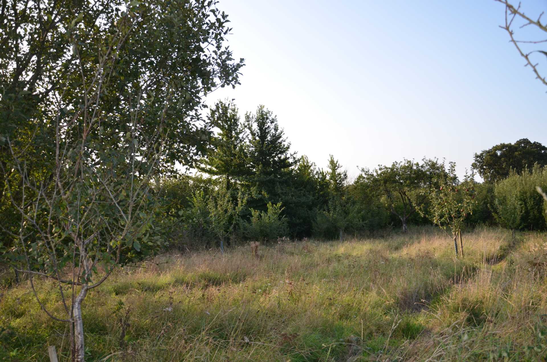 The Doctor`s Orchard Image 10