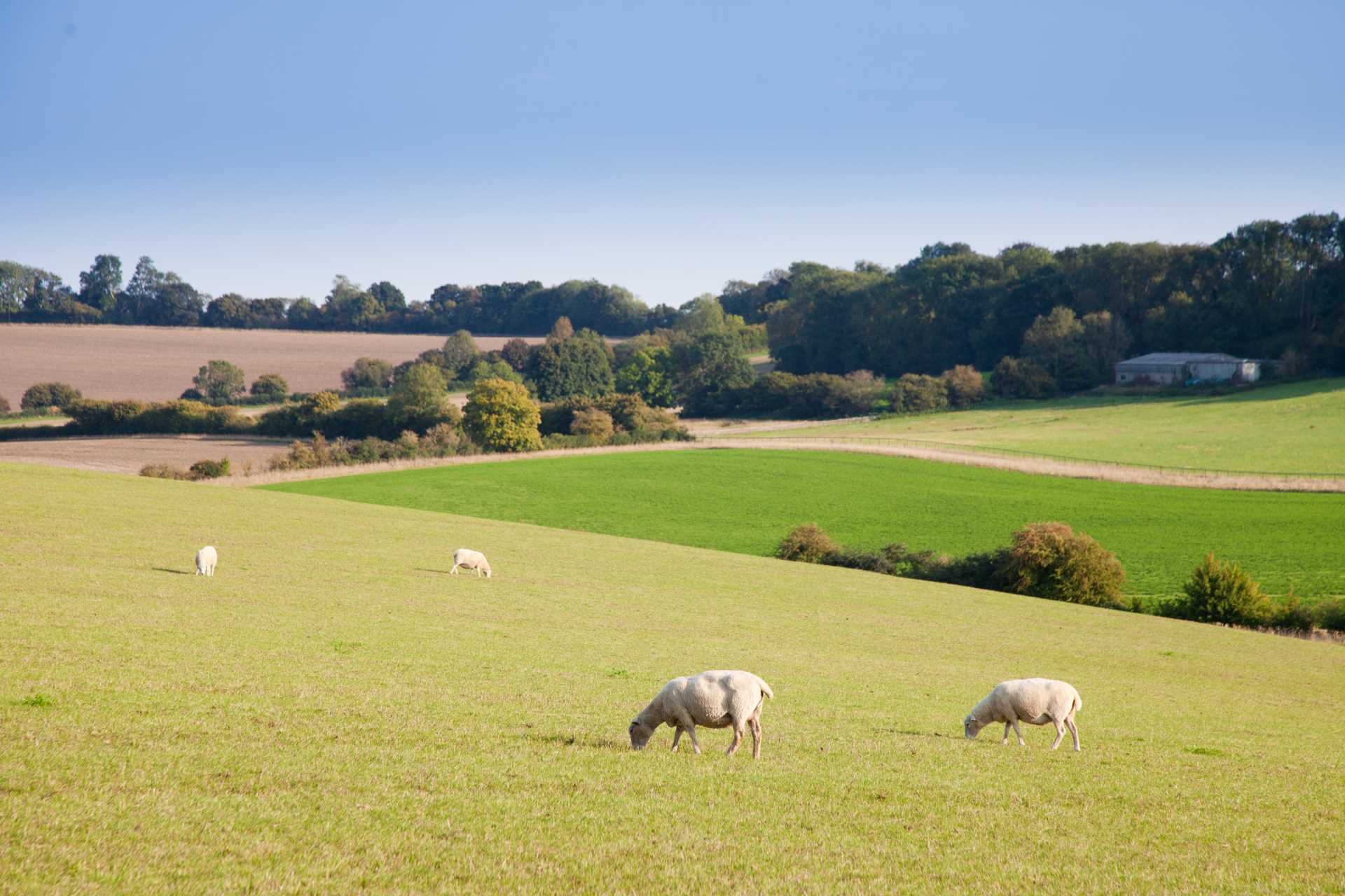 Dinton, Wiltshire Image 5