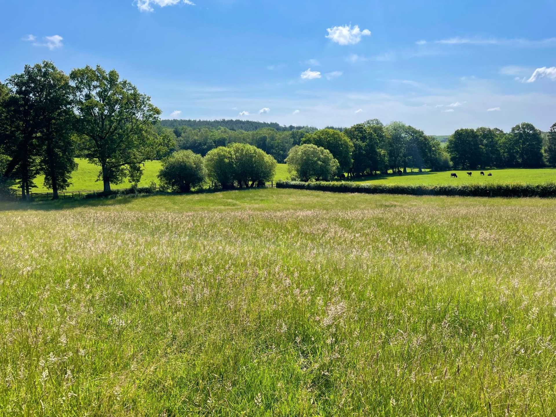 Land at Woodgreen, New Forest Image 2