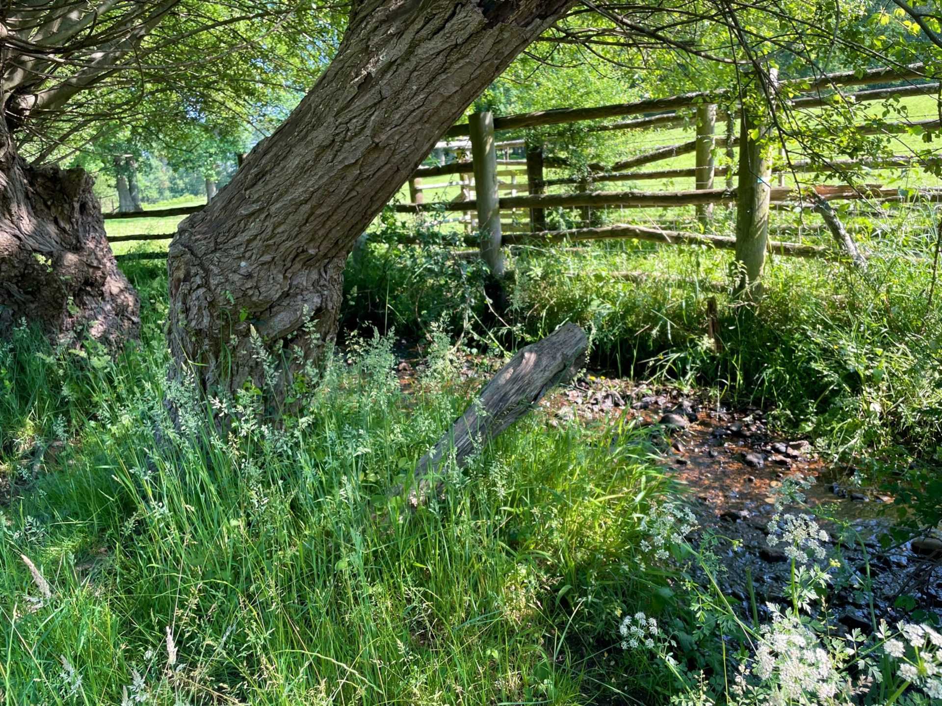 Land at Woodgreen, New Forest Image 4