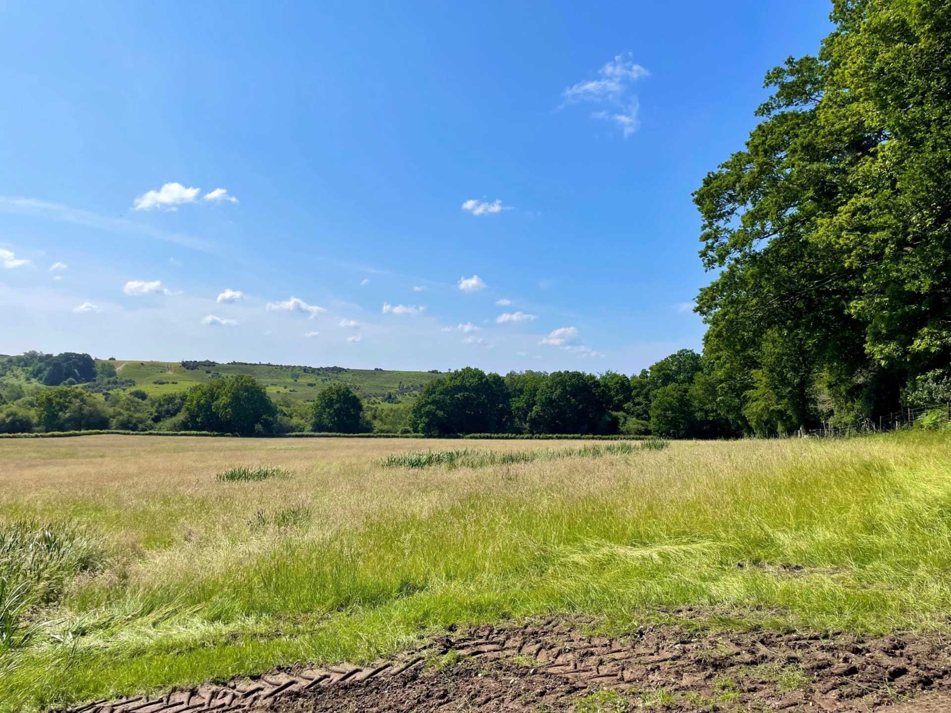 Land at Woodgreen, New Forest Image 9