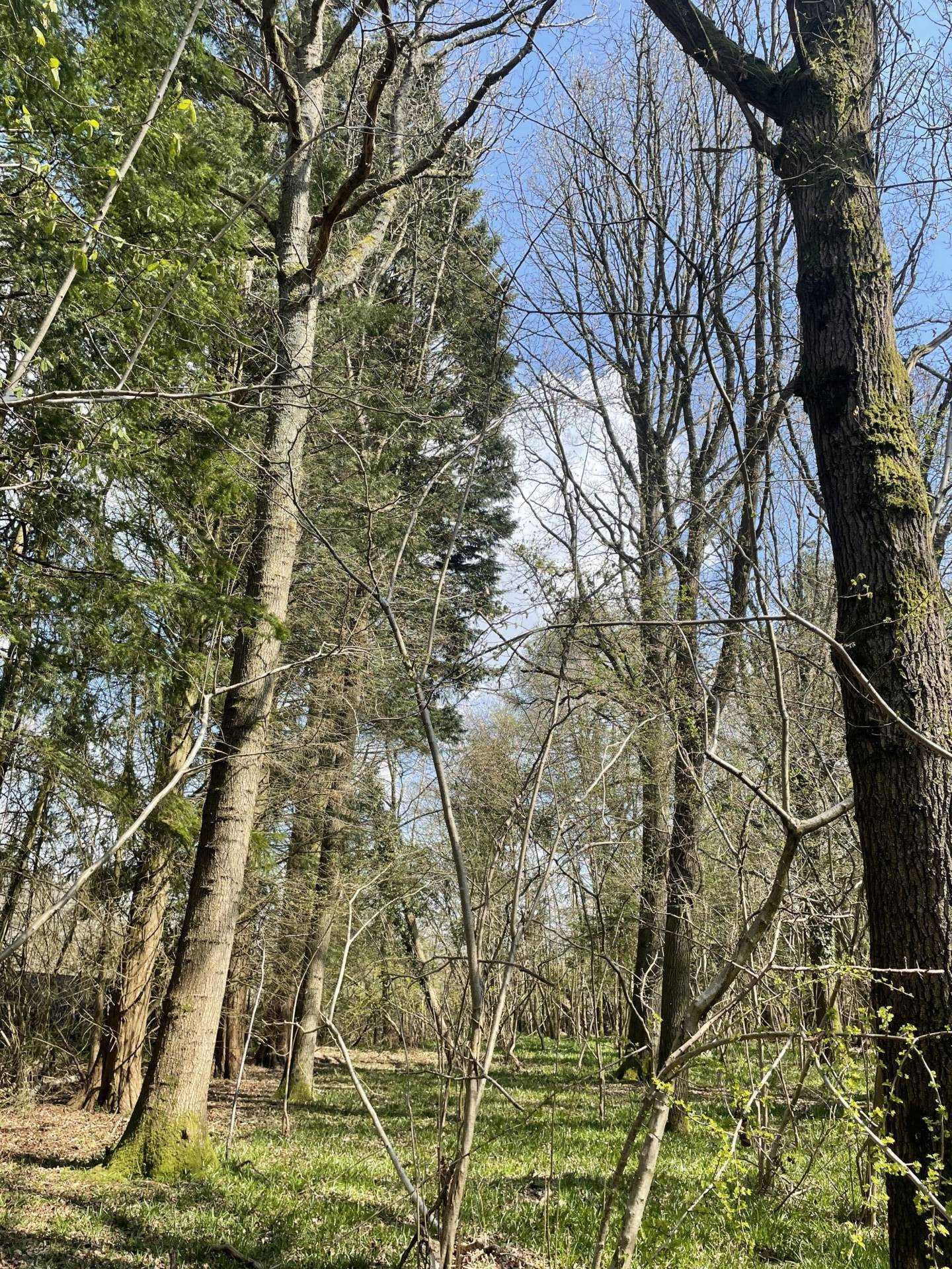 WEST GRIMSTEAD, SALISBURY, WILTSHIRE Image 4