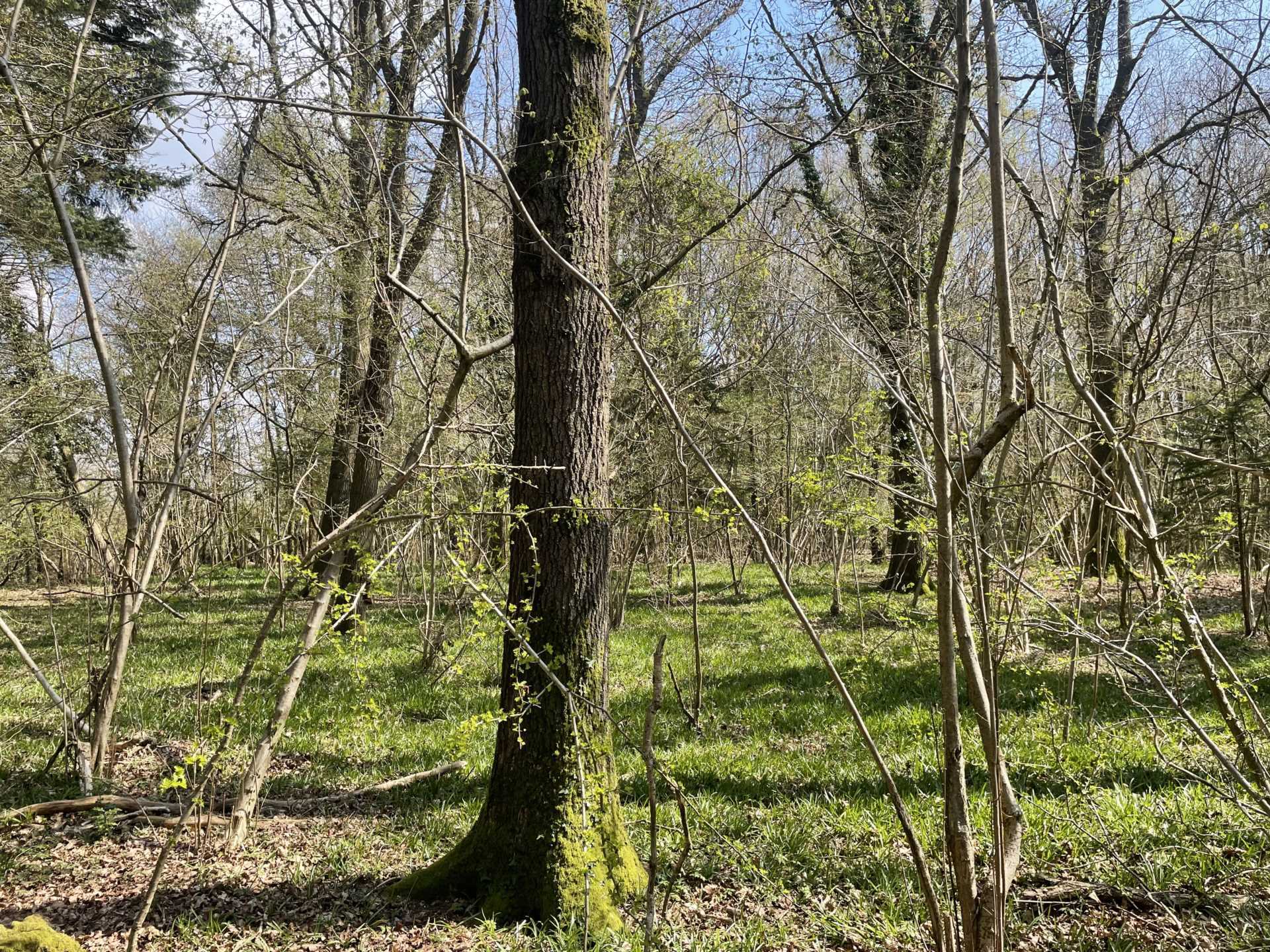 WEST GRIMSTEAD, SALISBURY, WILTSHIRE Image 5