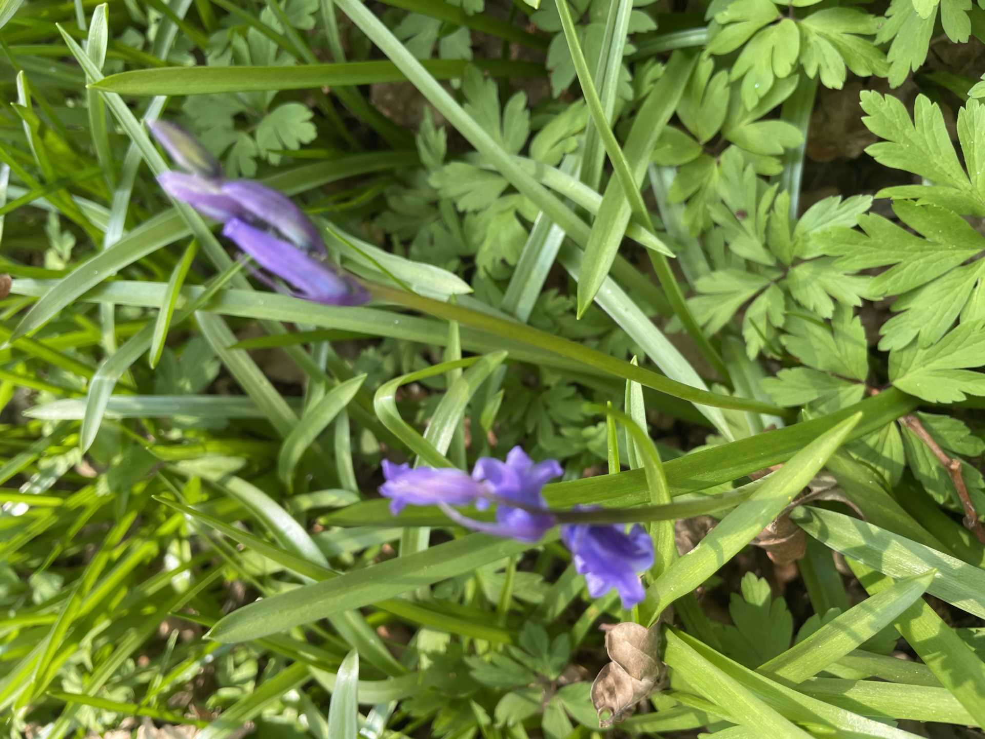 WEST GRIMSTEAD, SALISBURY, WILTSHIRE Image 12