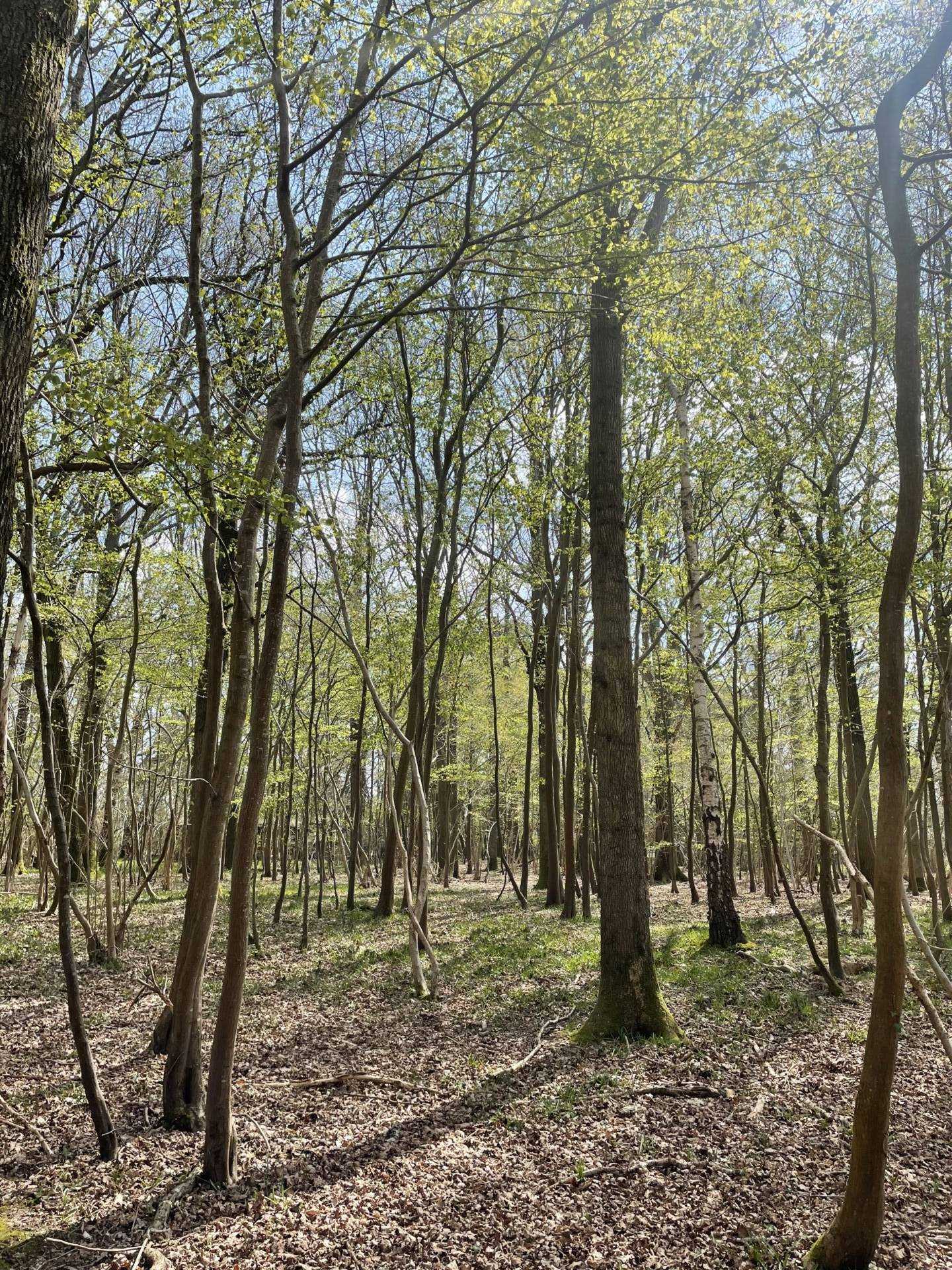 WEST GRIMSTEAD, SALISBURY, WILTSHIRE Image 15