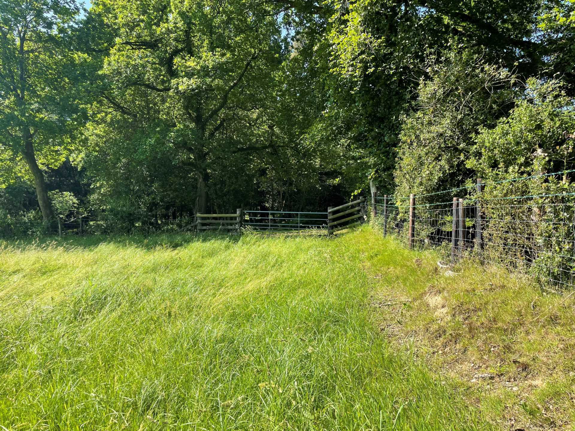 Land at Woodgreen, New Forest Image 4