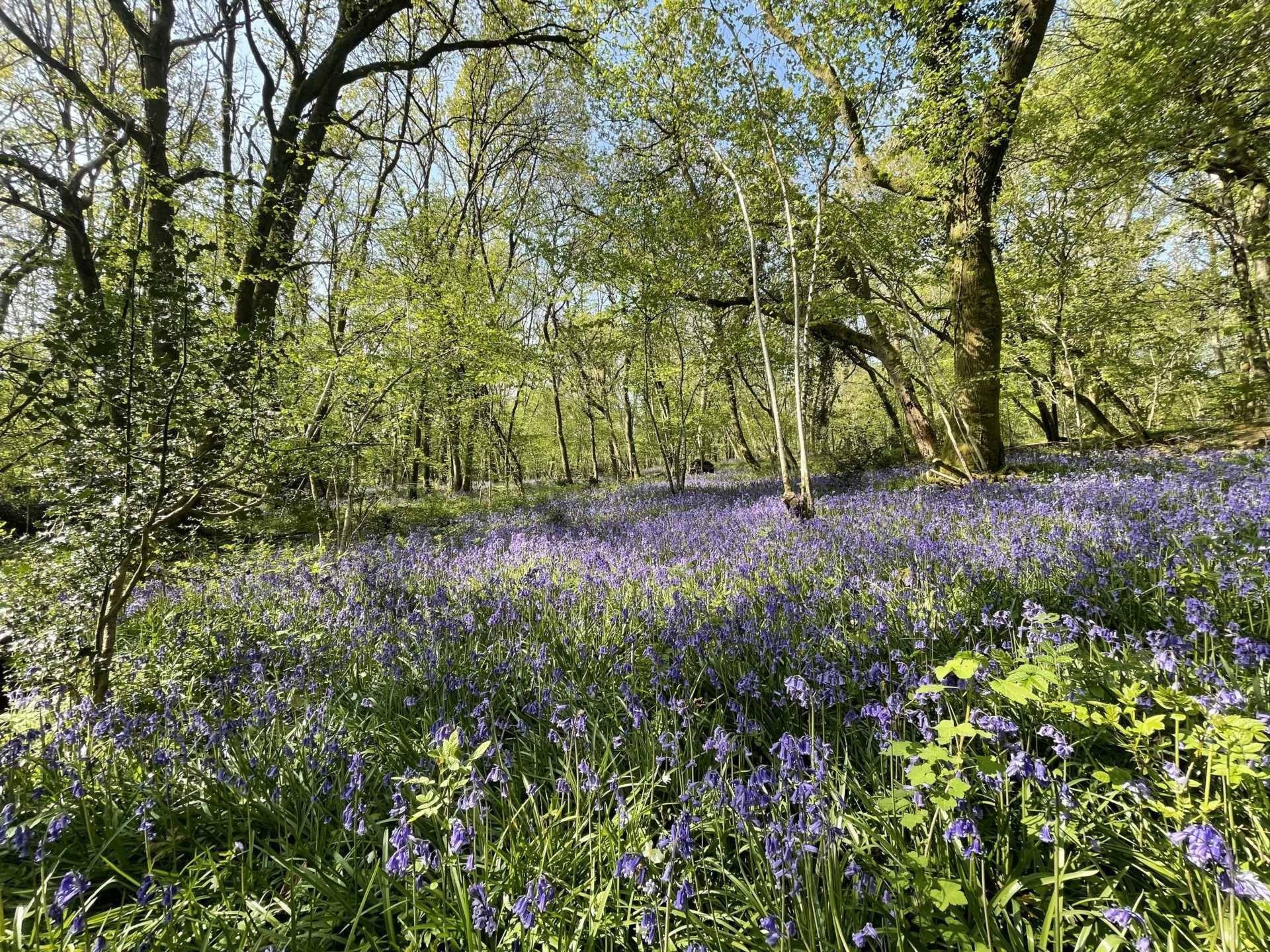 Sandleheath Image 18