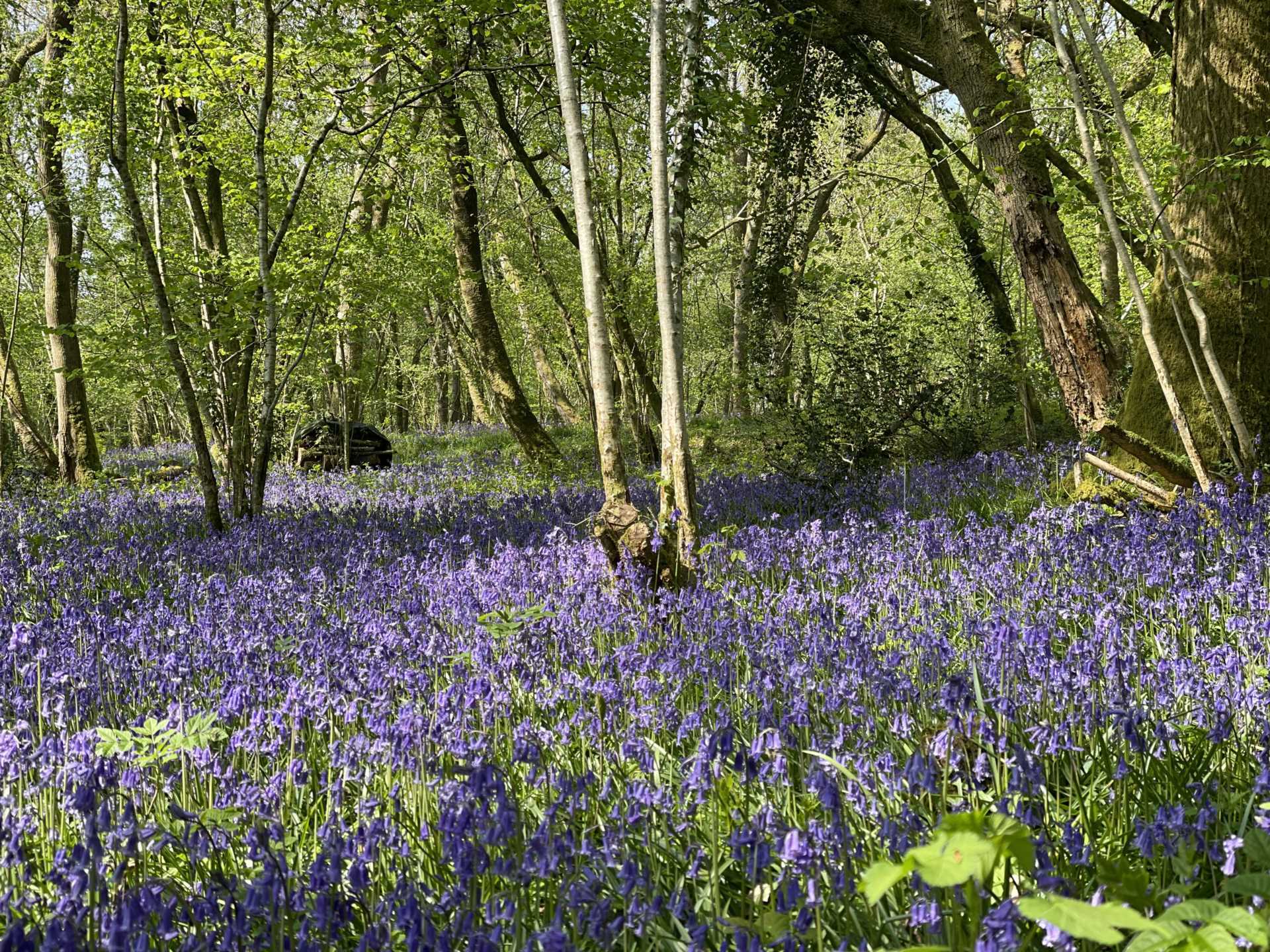 Sandleheath Image 19
