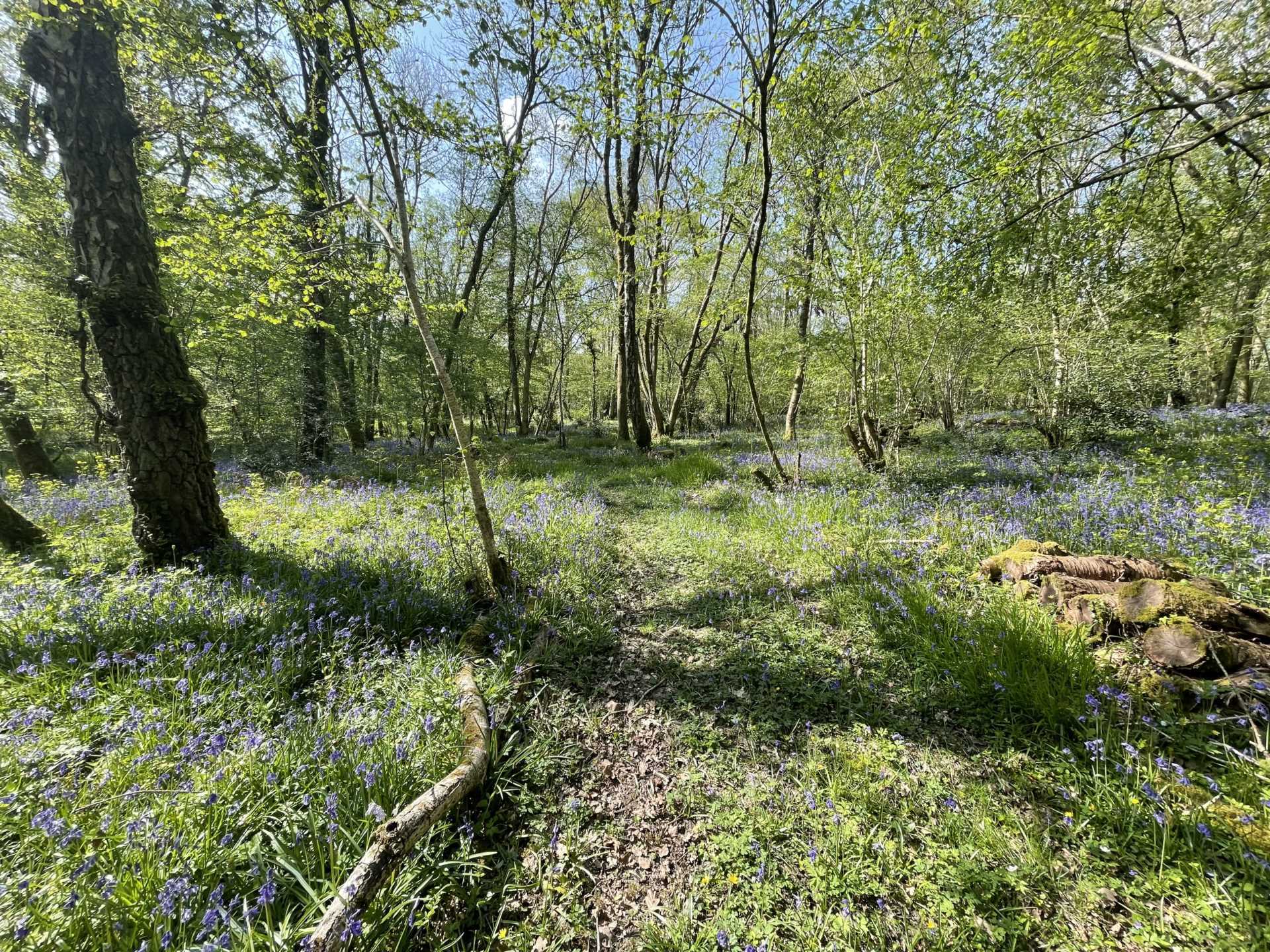 Sandleheath Image 20