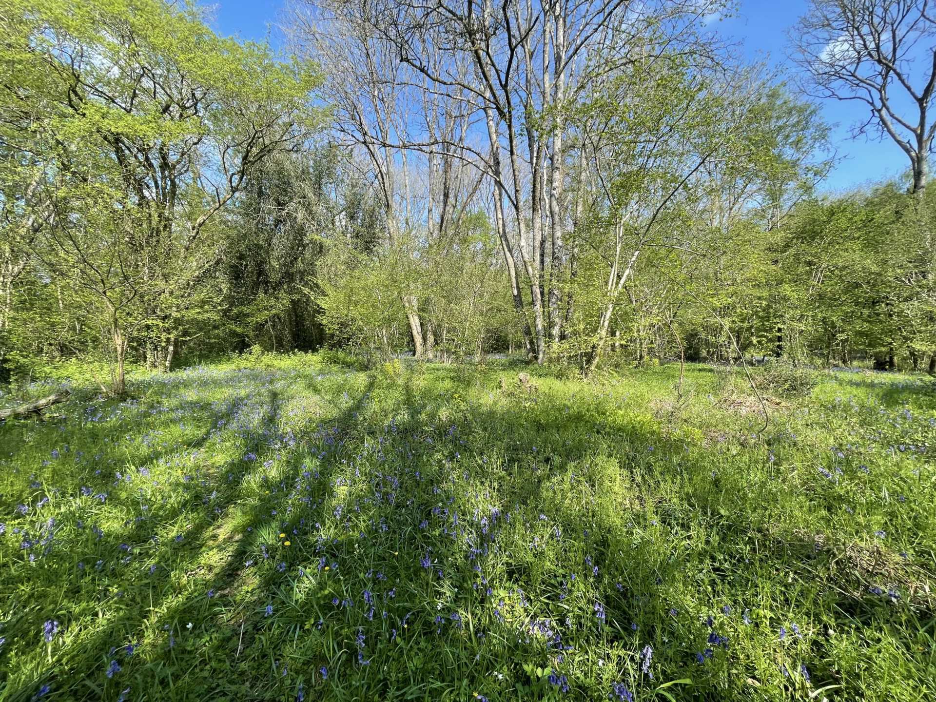 Sandleheath Image 21