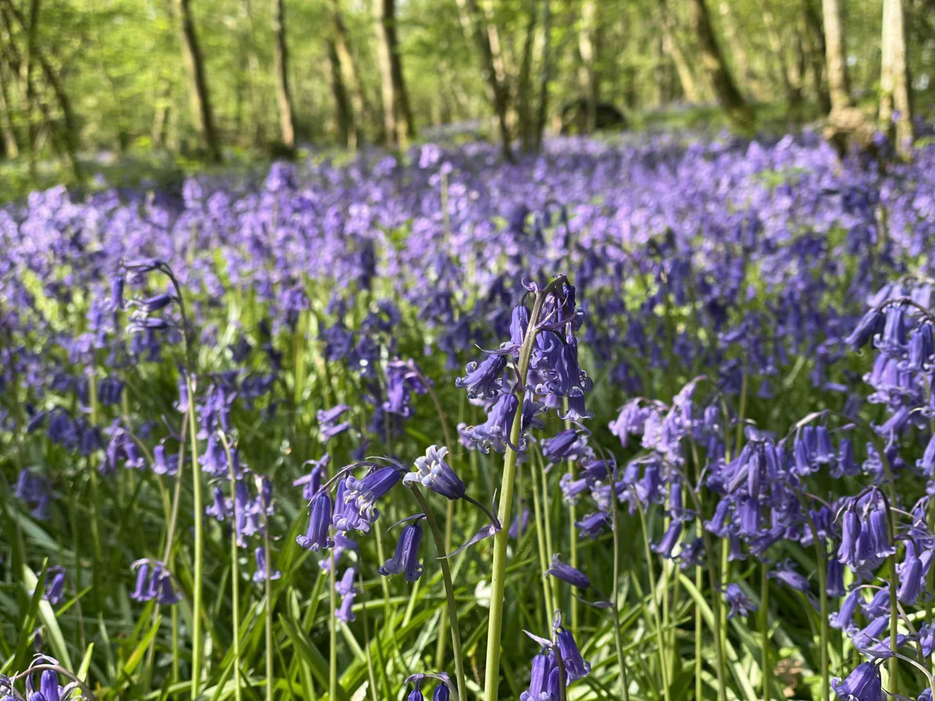 Sandleheath Image 25