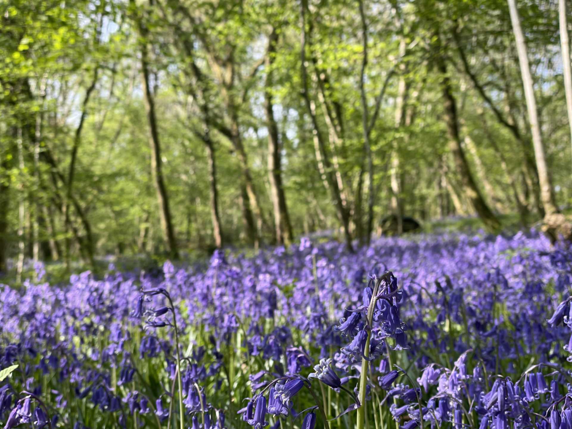 Sandleheath Image 26