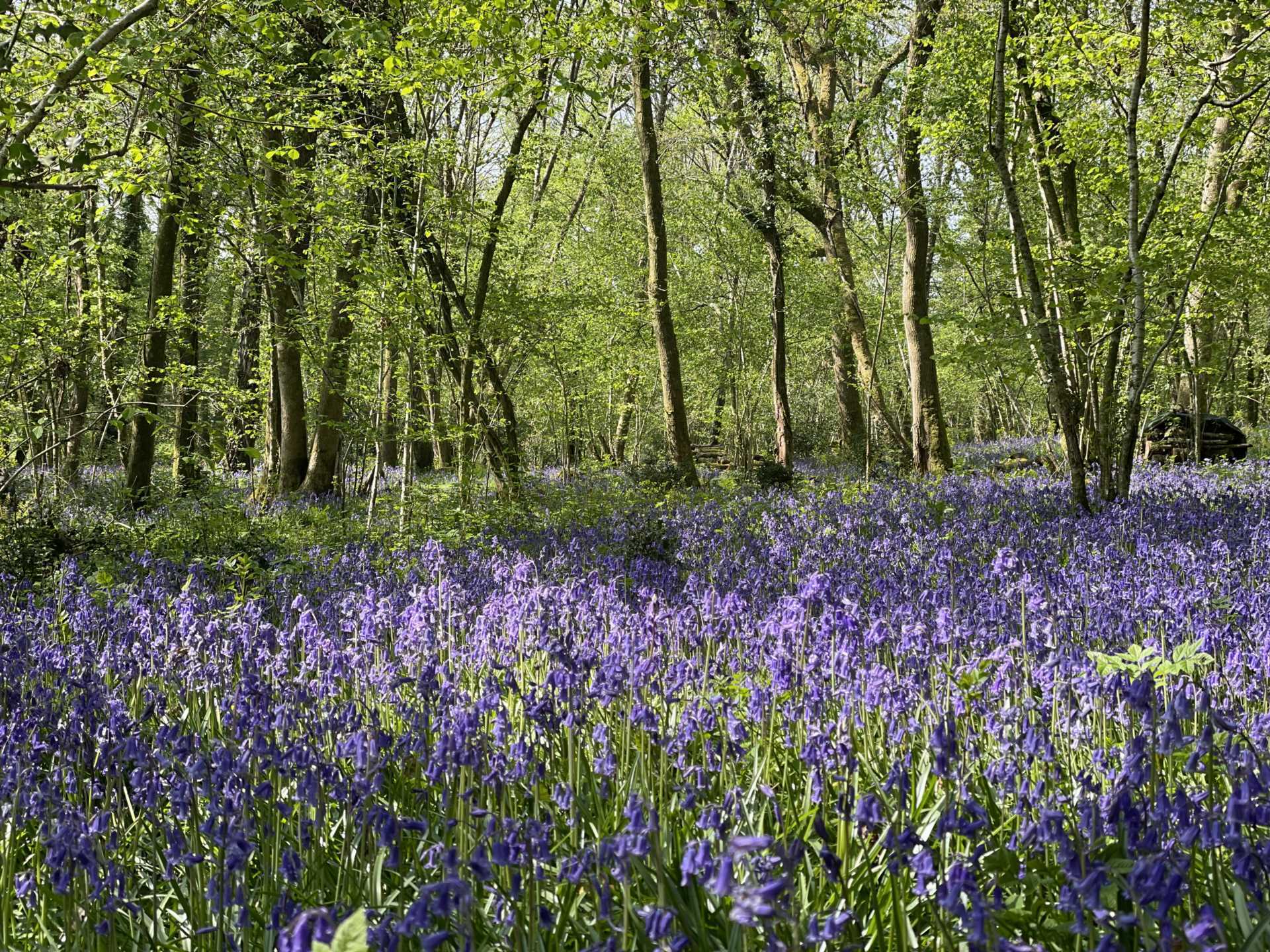 Sandleheath Image 27