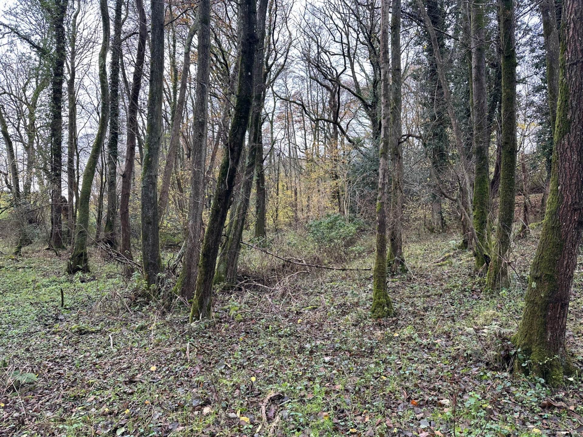 LOT 5 Awbridge, Nr Romsey Image 3