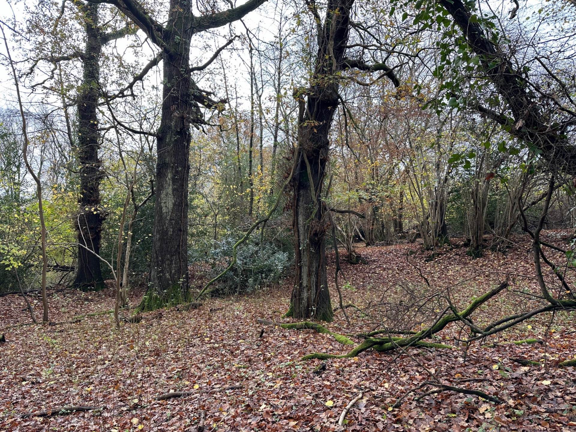 LOT 6 Awbridge, Nr Romsey Image 3