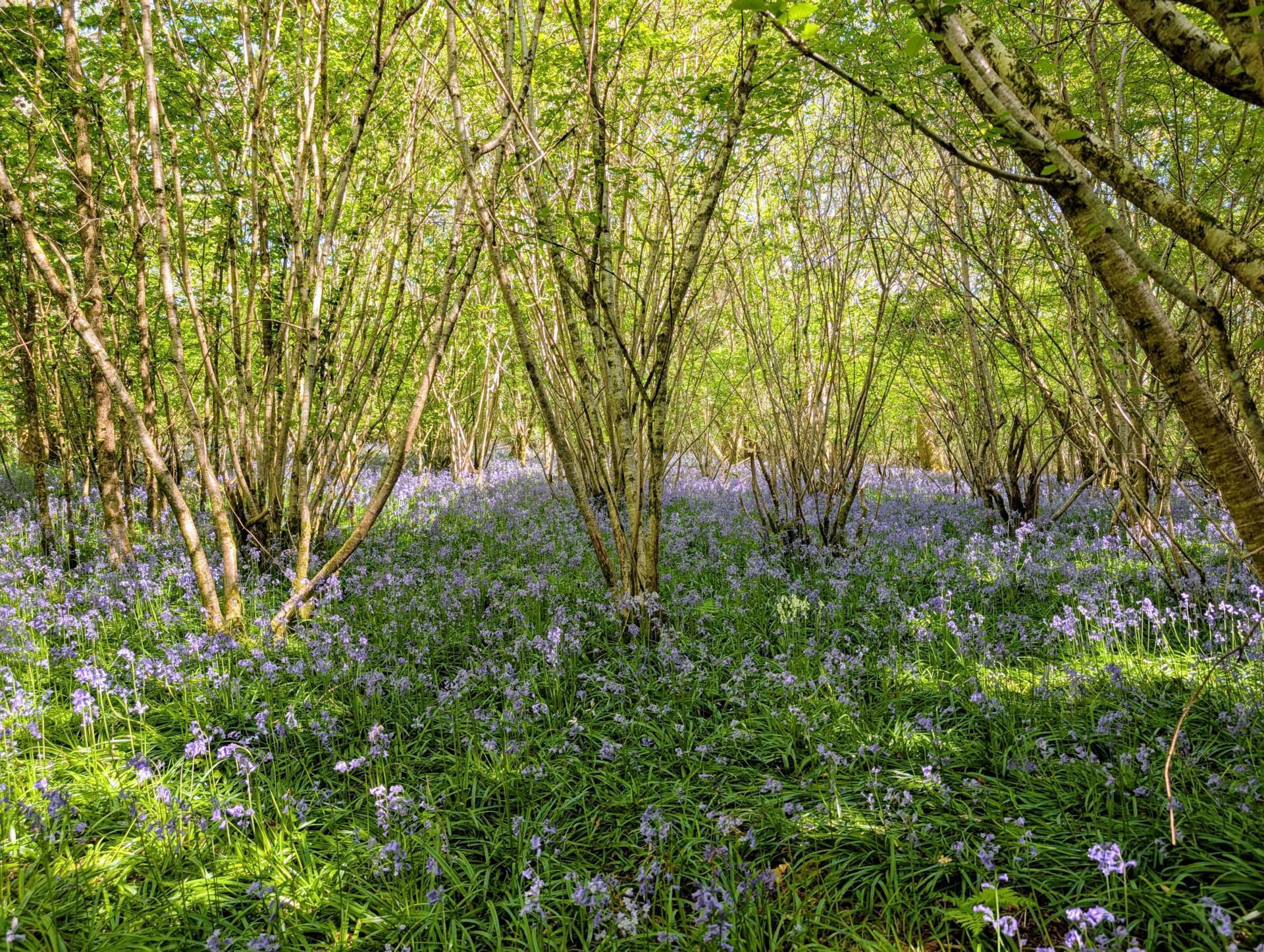 Nr Motcombe, Dorset - About 9.8 Acres Image 3