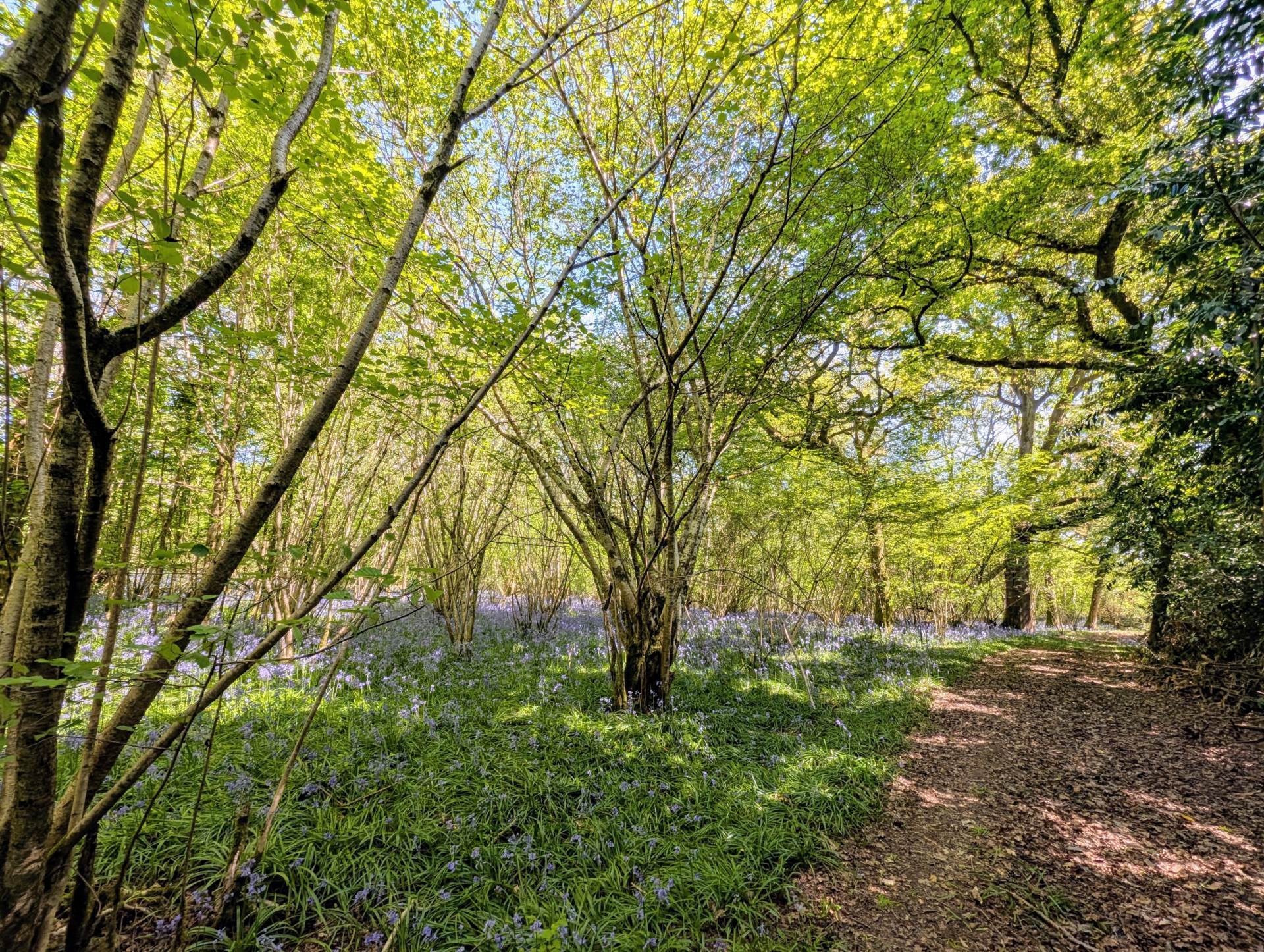 Nr Motcombe, Dorset - About 9.8 Acres Image 5