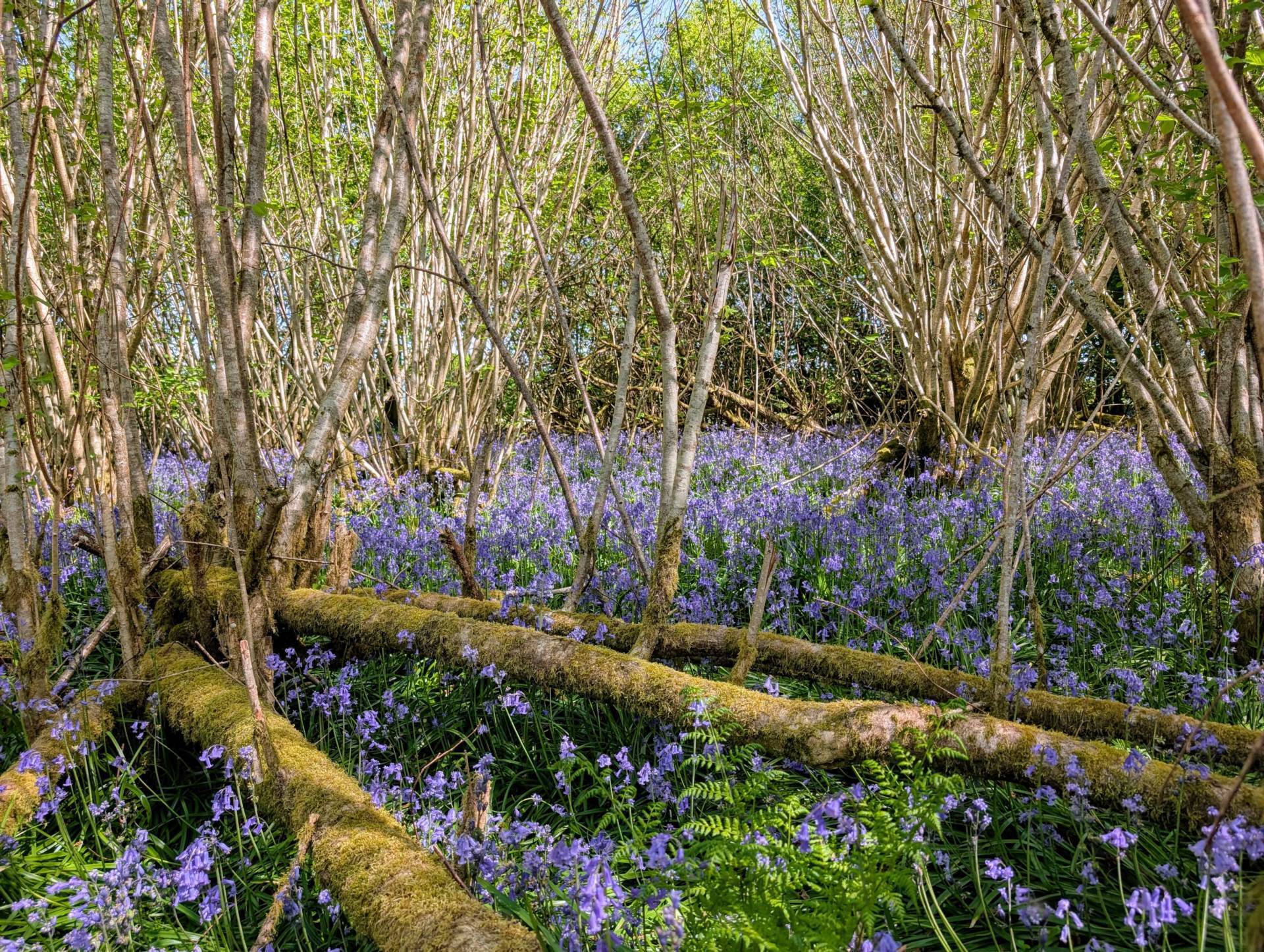 Nr Motcombe, Dorset - About 7.4 Acres Image 1
