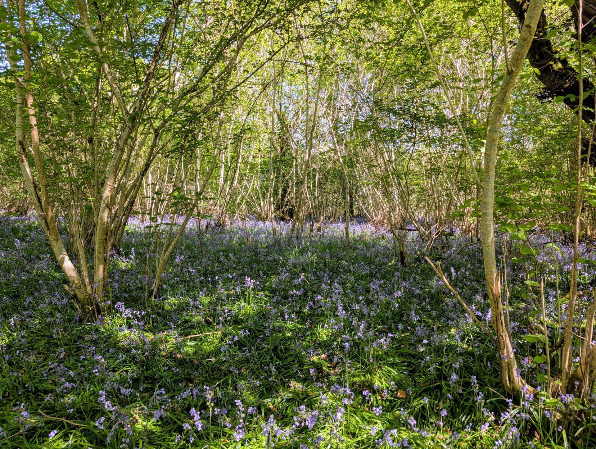 Nr Motcombe, Dorset - About 7.4 Acres Image 3