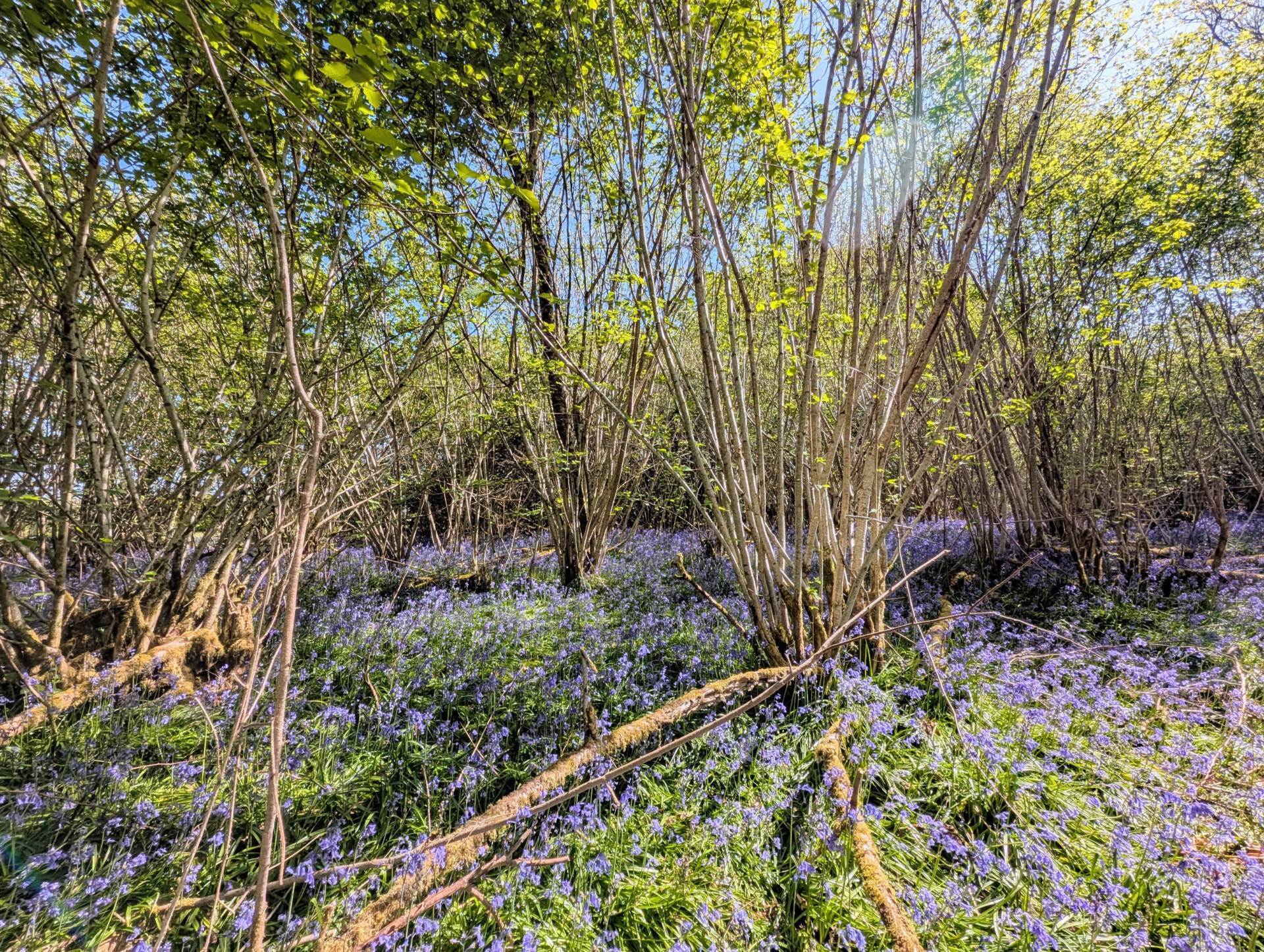 Nr Motcombe, Dorset - About 7.4 Acres Image 4