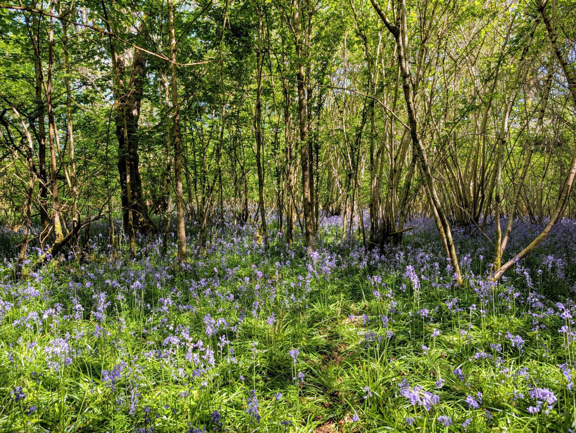 Nr Motcombe, Dorset - About 7.4 Acres Image 5