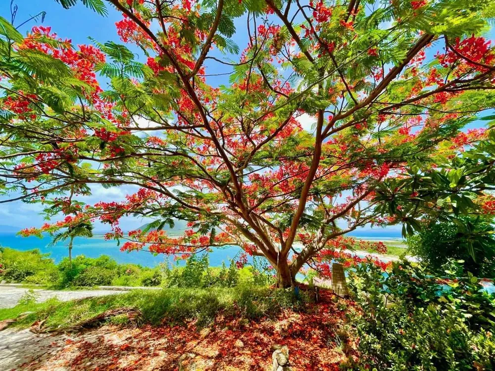 Tortola