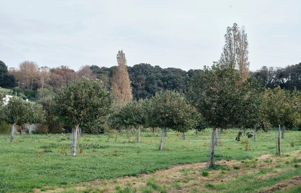 Le Petit Champeaux