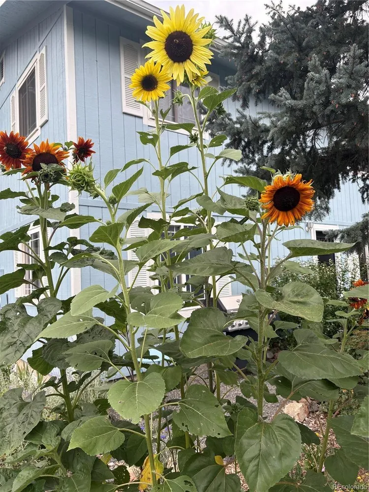 6202 W 93rd Ave, Westminster, CO 80031