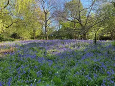 Hale, Fordingbridge, SP6 photo 15
