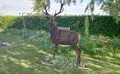 Property image gallery