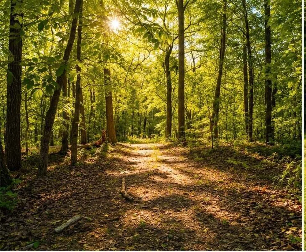 1029 Bear Hollow Rd, Pineville, MO 64856