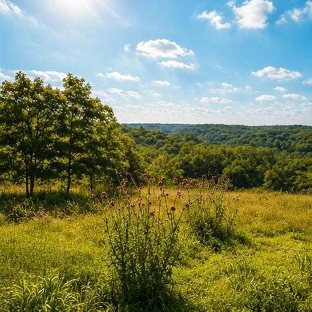 1029 Bear Hollow Rd, Pineville, MO 64856