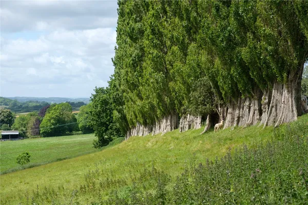 Mill Lane, Dowlish Wake, TA19 photo 54