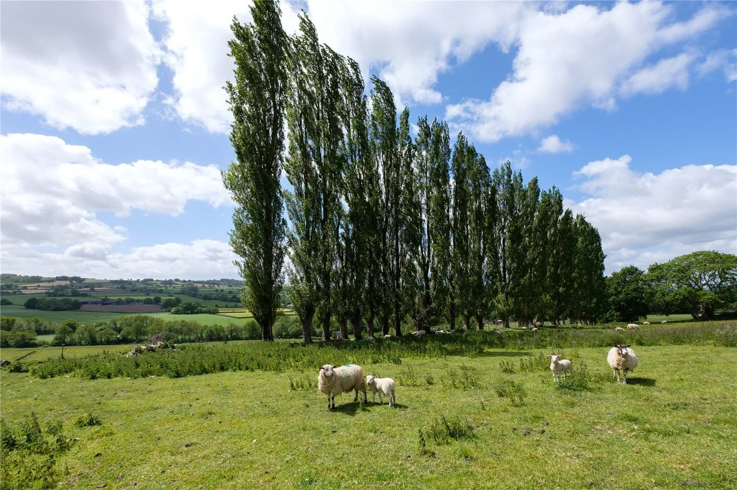Mill Lane, Dowlish Wake, TA19 photo 55
