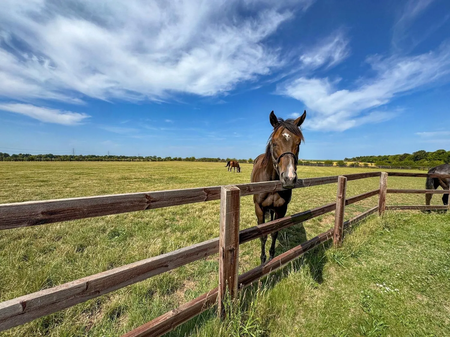 New England Stud, Newmarket, CB8 photo 5