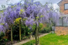 Beloe Avenue, Norwich